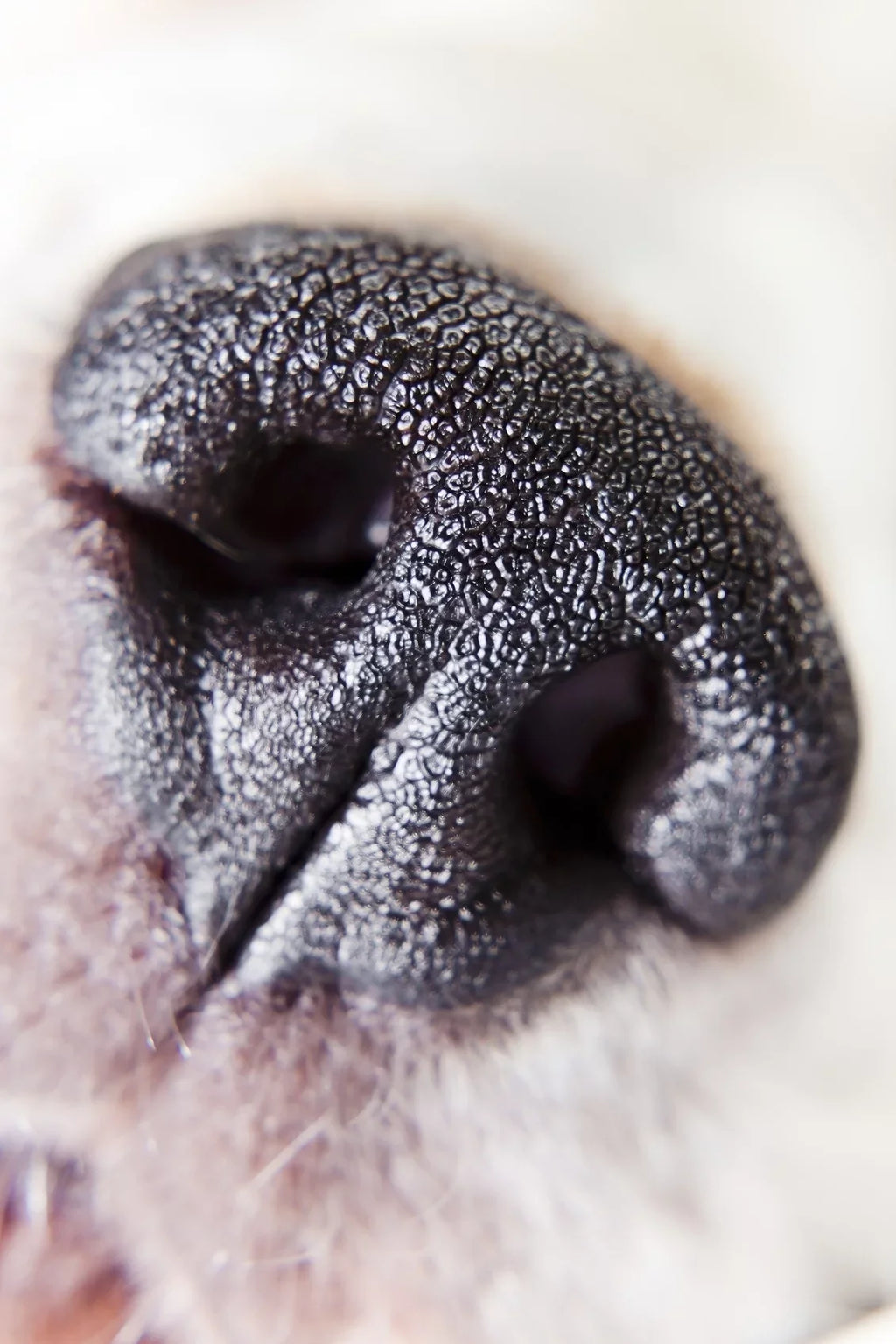 Olympus PEN E-PL7 10x High Definition 2 Element Close-Up (Macro) Lens (58mm)